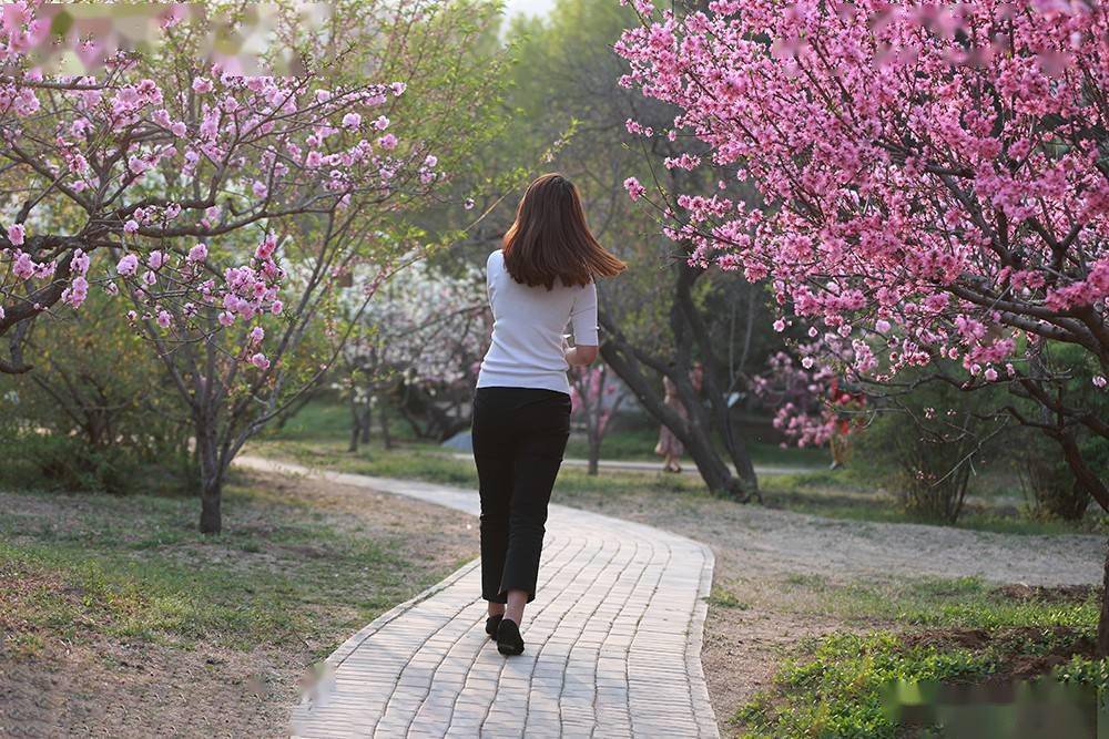 花丛中小道上行走的女人花