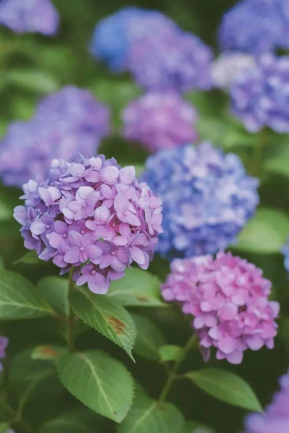 绣球盛放来成都及周边8处蓝紫色花海打卡夏日限定浪漫