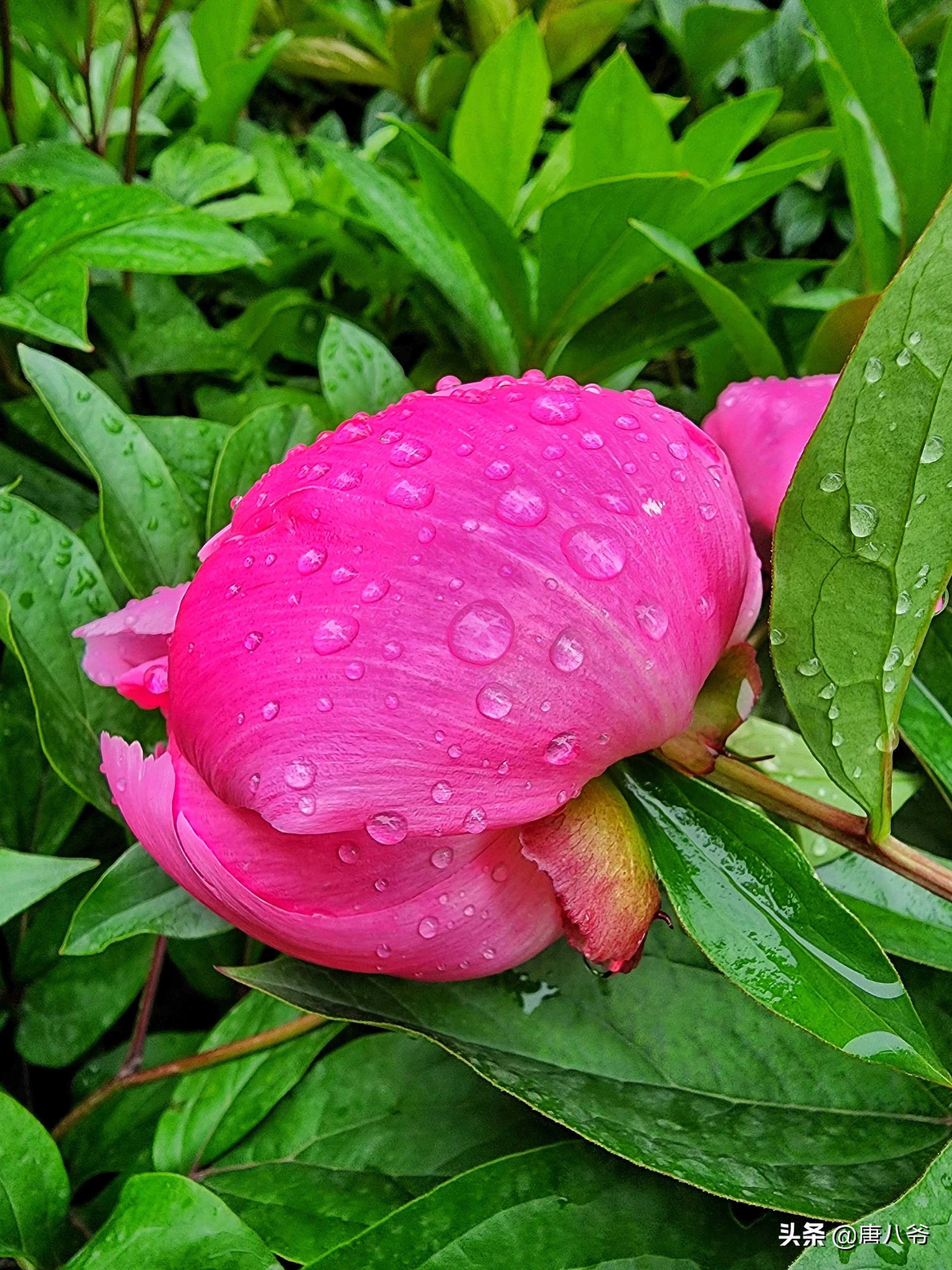 雨后露珠一个个在草丛中闪现