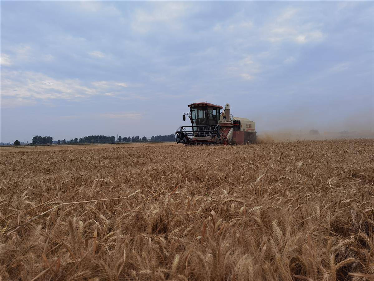 6912公斤湖北小麦单产再创新高