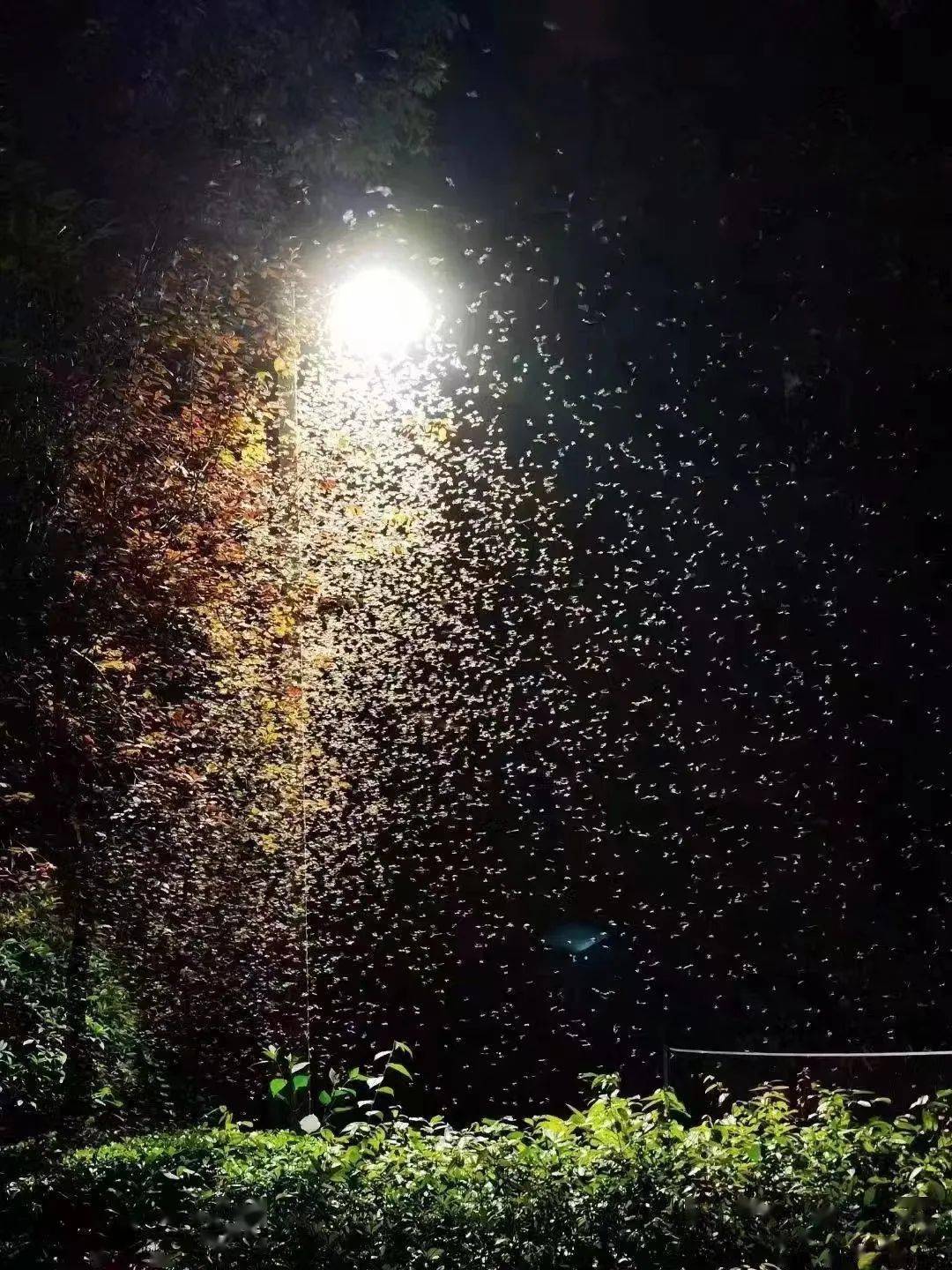 昨晚你被涨水蛾围攻了吗