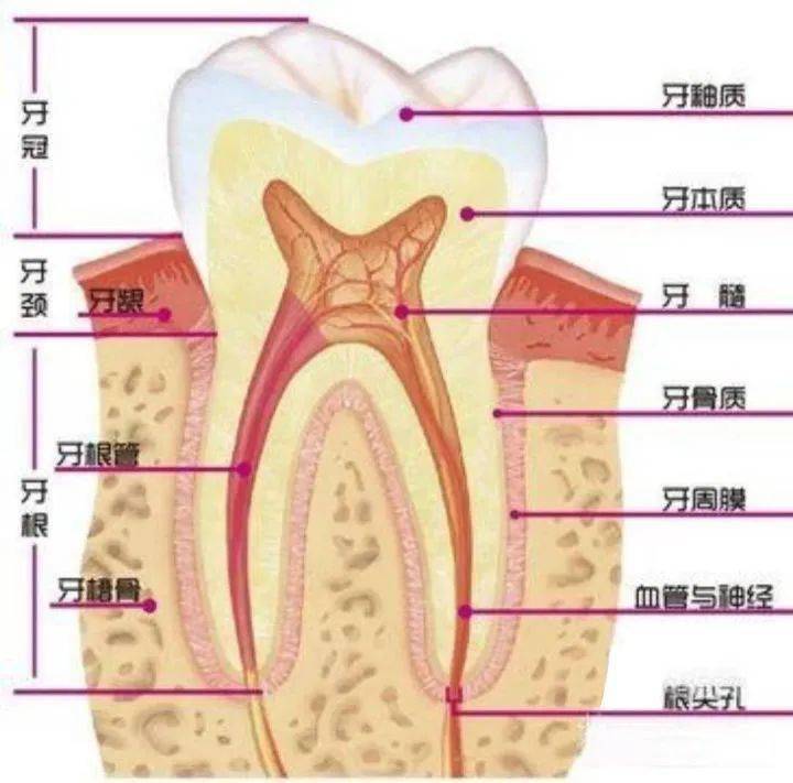 口腔基础知识科普_牙根_牙冠_牙齿