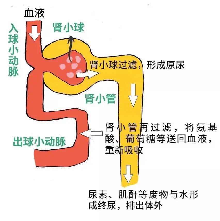 肾脏排尿过程示意图图片