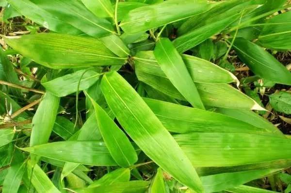 你知道粽叶是什么植物的叶子吗？_广东_竹筒_箬竹