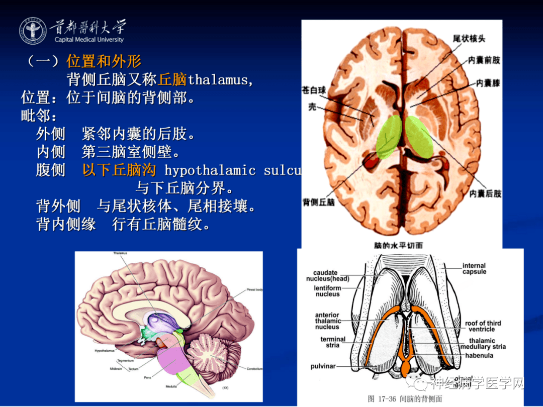 头颅缝隙解剖图片