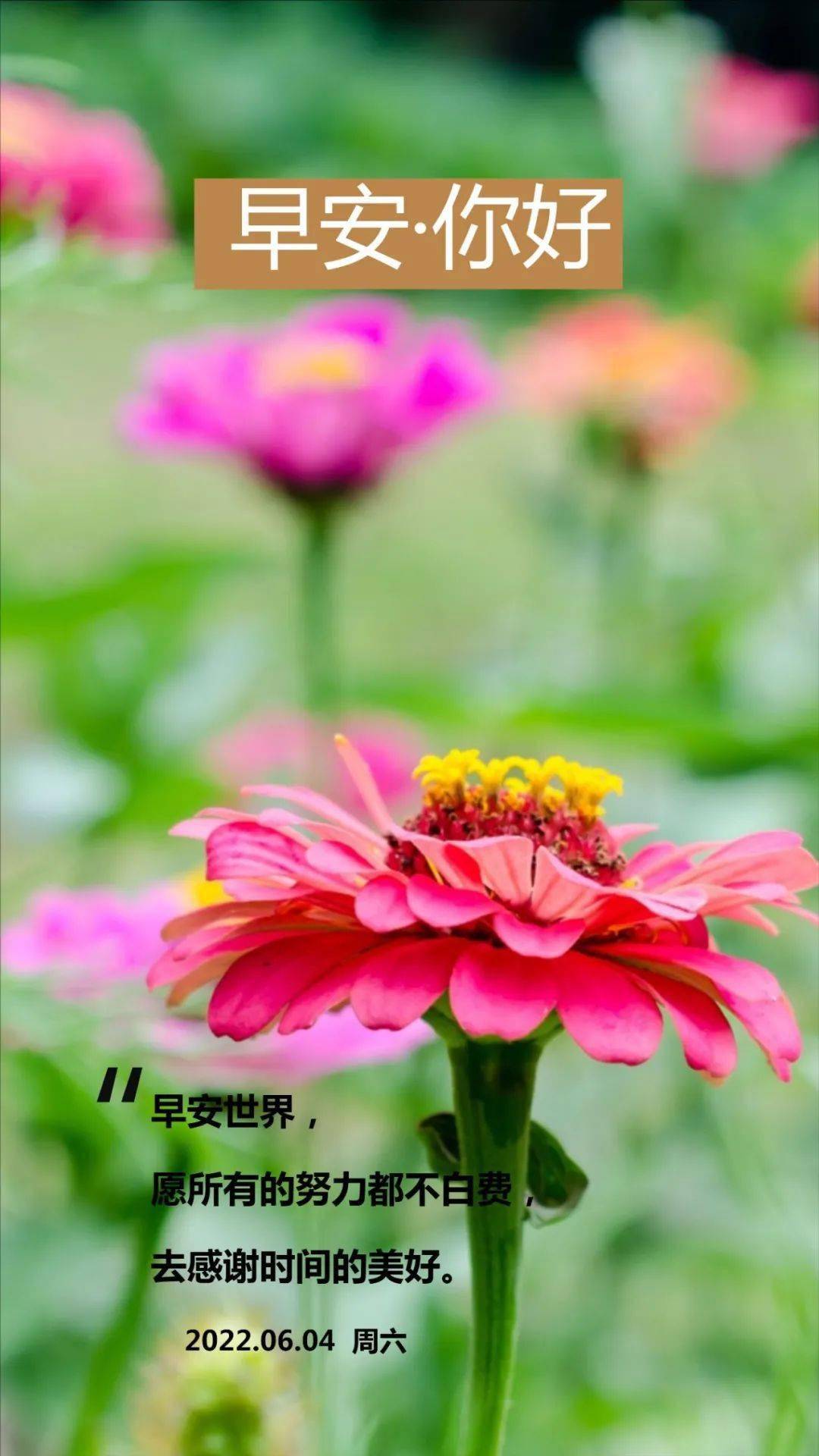 早上好,开始元气满满的一天._向日葵_亲爱的_事情