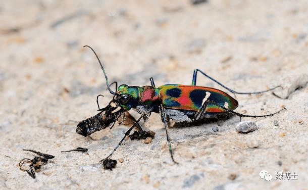 虎甲是鞘翅目虎甲科昆虫的统称,中等大小,白天活动.