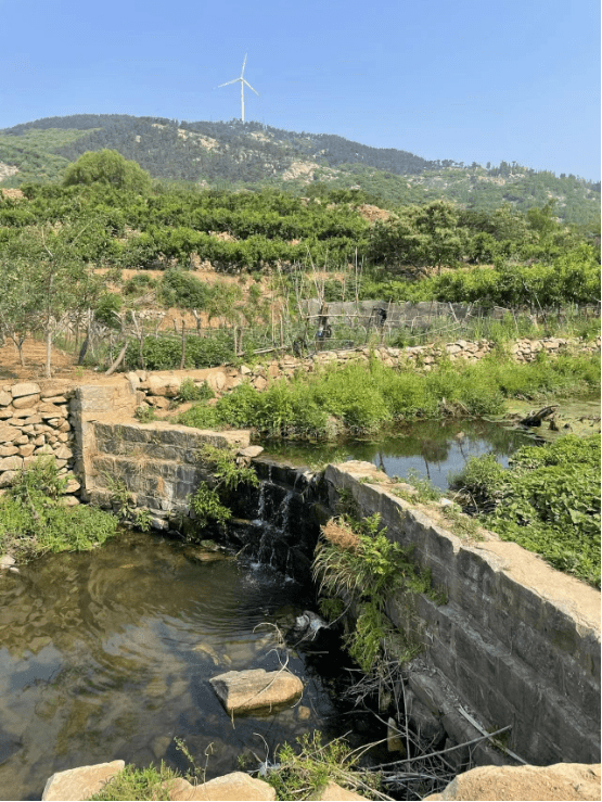 当失意者们来到拉面哥的杨树行村