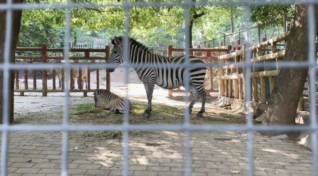 芜湖何时能拥有一座野生动物园
