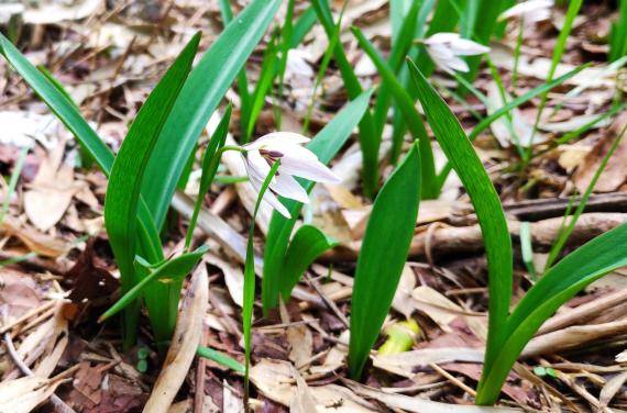 南岳老鸦瓣对于野生动物保护区内布设了100多台红外相机运用无人机