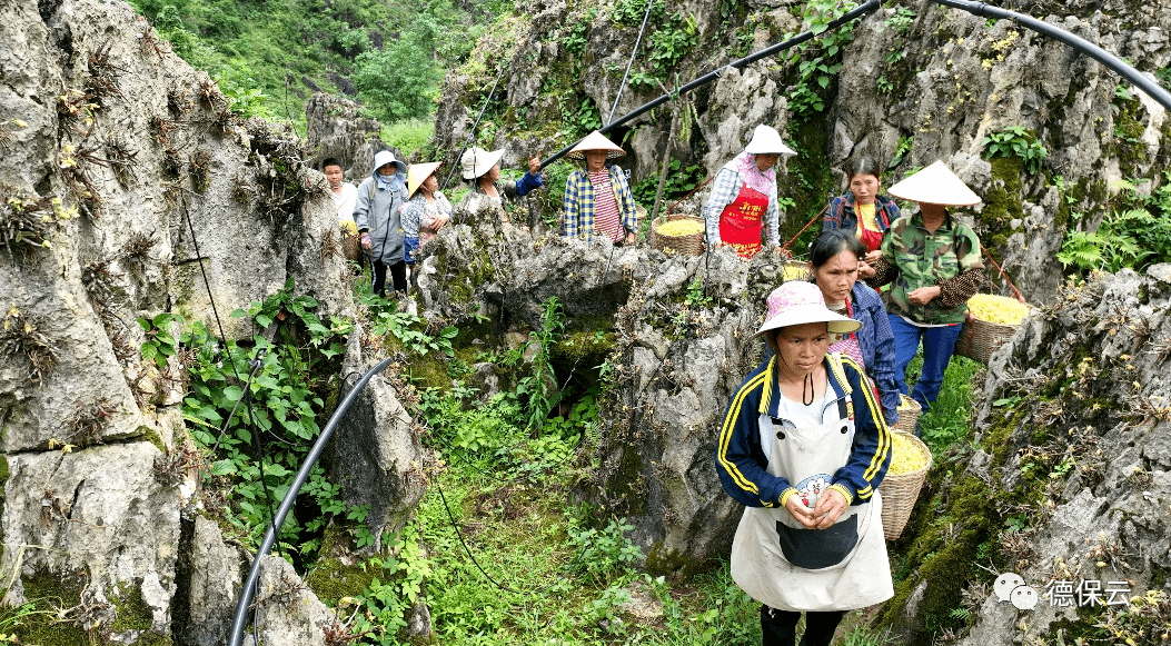 德保燕峒乡旺屯村石斛花开助农增收