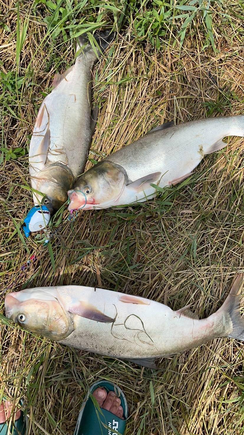 浅谈钓鲢鳙打窝心得,这样打窝效果会更好_鳙鱼_饵料_时候