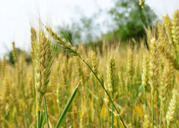 小麦收获的最佳时期是小麦的蜡熟末期,此时收获小麦千粒重和产量最高.