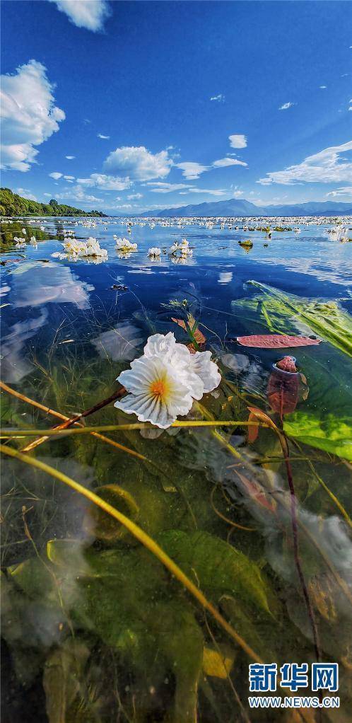 雲南大理洱海海菜花盛開