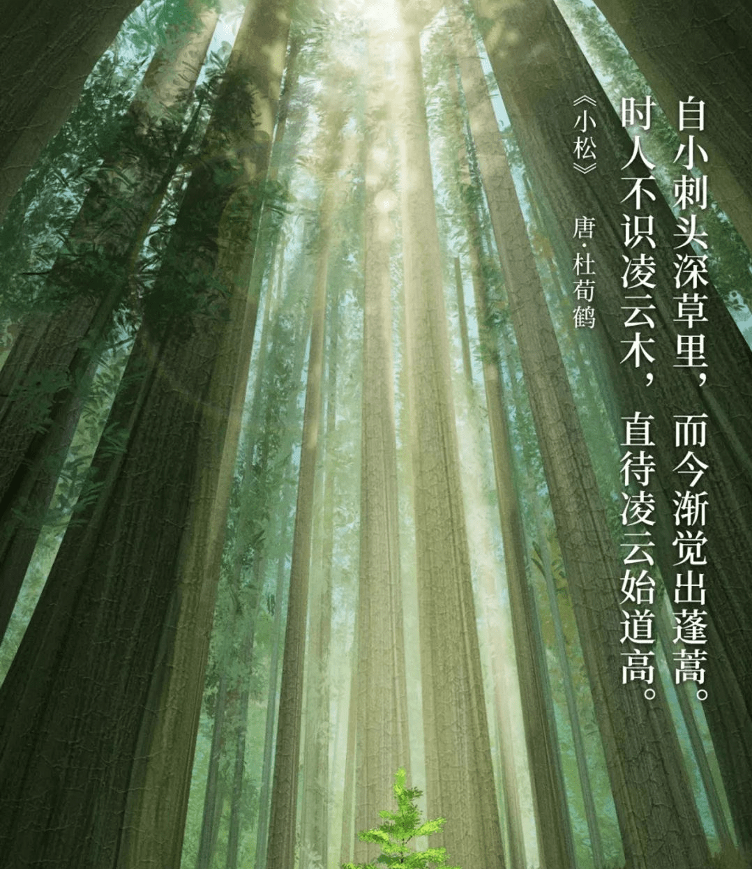 时人不识凌云木,直待凌云始道高.