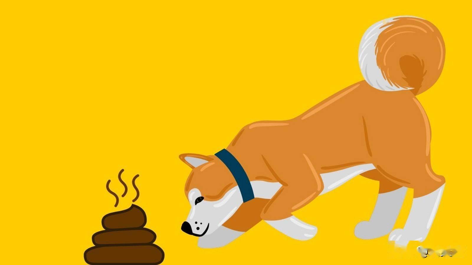 狗狗吃粪便是正常行为吗宠物狗常见的10种行为的原因