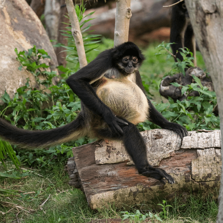 嘟嘟黑掌蜘蛛猴家族中的美少女