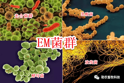 用途是促进动物生长,提高饲料利用率,降低饲养成本,缩短养殖周期