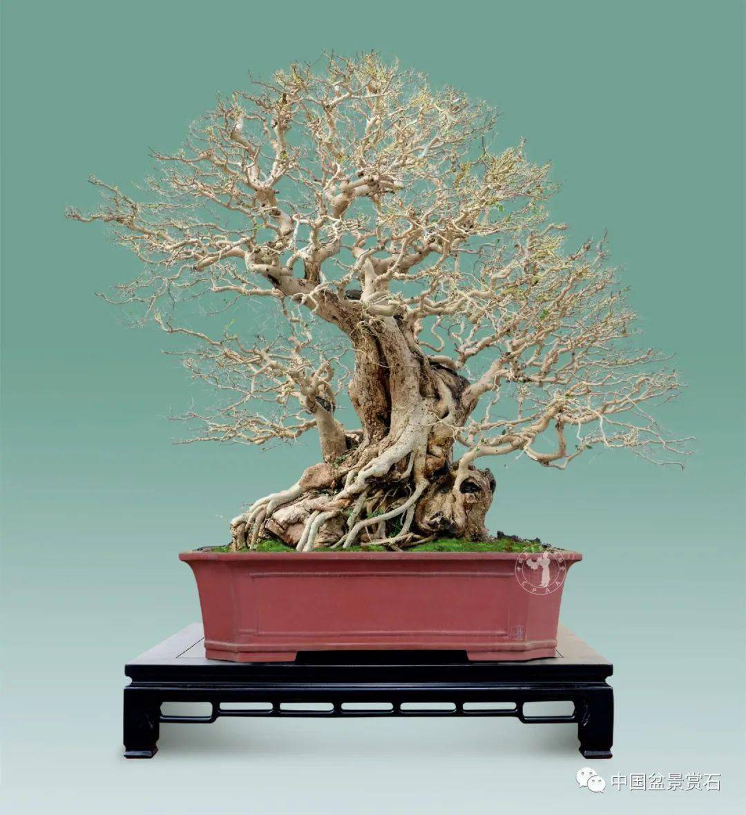 稀有这棵收藏级的红花梨盆景实属罕见
