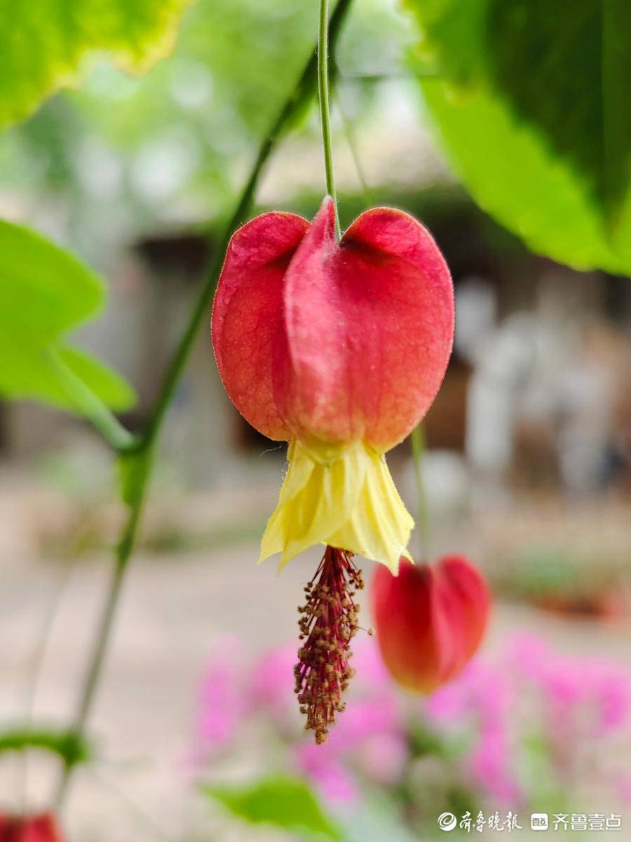 灯笼花开,喜庆吉祥