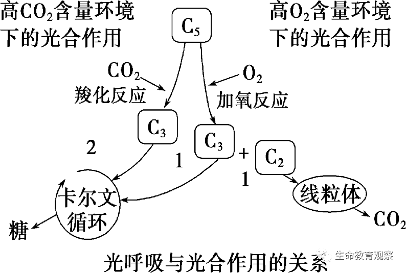 光的吸收示意图图片