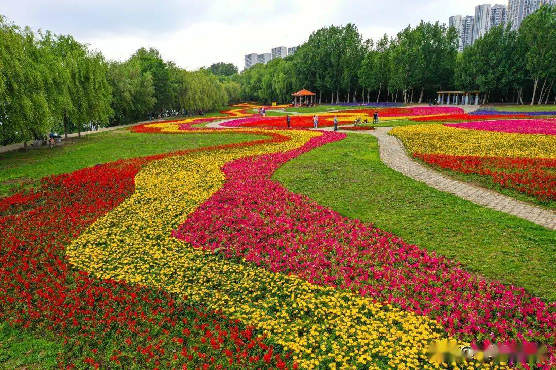 沈阳57万株鲜花竞相绽放万平花海引客来
