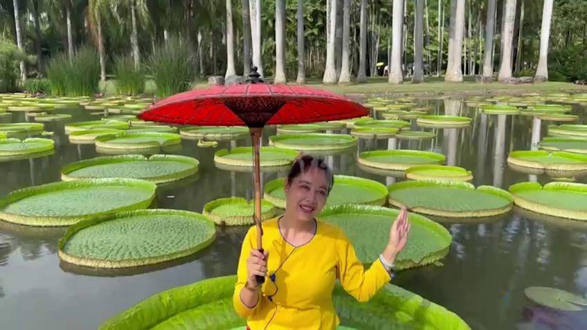 西双版纳热带植物园内王莲能站人系1963年从巴西引进