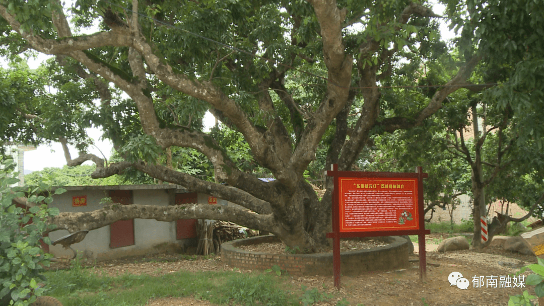 东坝镇 状元红 荔枝丰收在望 石村 冼运龙 种植