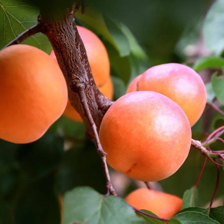 快来品尝城阳区夏庄少山红杏熟了