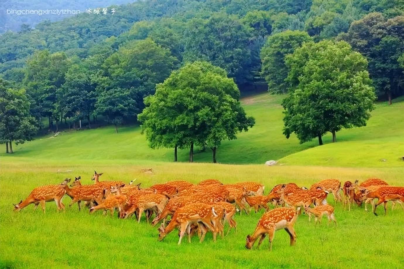 金山鹿苑上甘嶺溪水森林公園新青國家溼地公園五營汽車營地金山屯峰巖