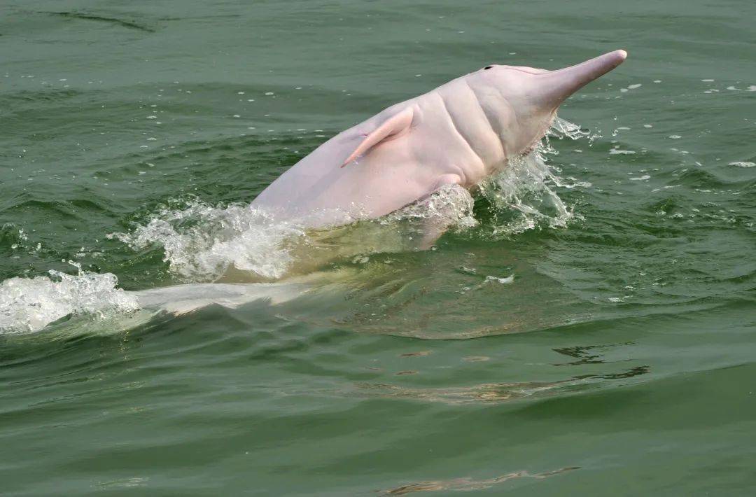 家录《高原红》 作者:杨忠伟《茶园樱花》作者:张元锋《千山雪霁图》