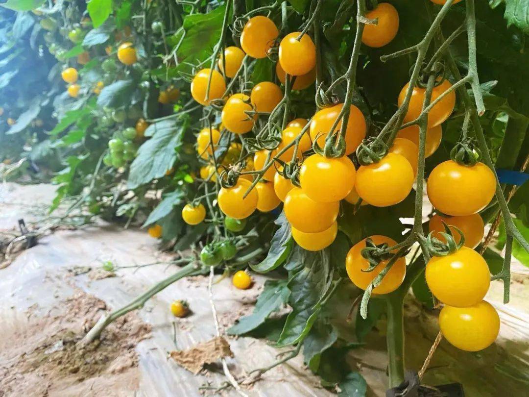 小西红柿,珍珠西红柿,圣女果……犹如名称繁多般,品种也是很多,红色如