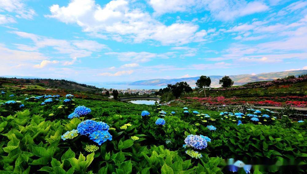 昆明阳宗海湖畔——南国山花庄园绣球花开_鲜花_蔷薇_步一