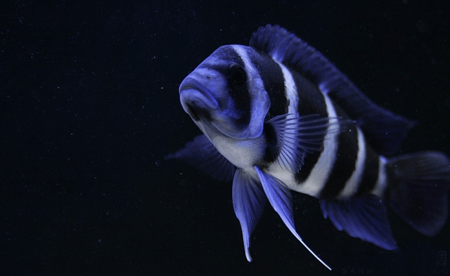 【回忆杀】梦回萨伊蓝,纯真的印记_黑色_水质_鱼儿