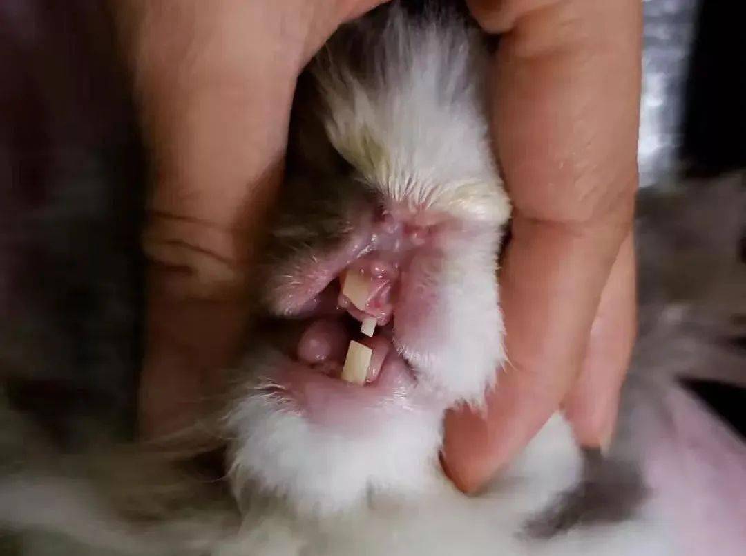 别急,小编这就告诉你~_兔子_检查_处理