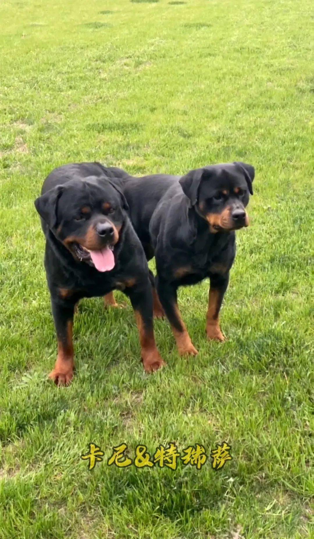 没有人能逃脱罗威纳的真香定律真正的家庭护卫犬罗威纳