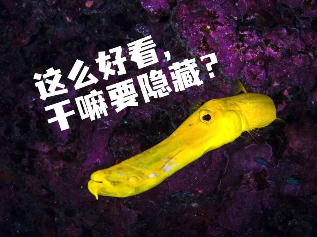 管口魚假裝僵硬而耿直