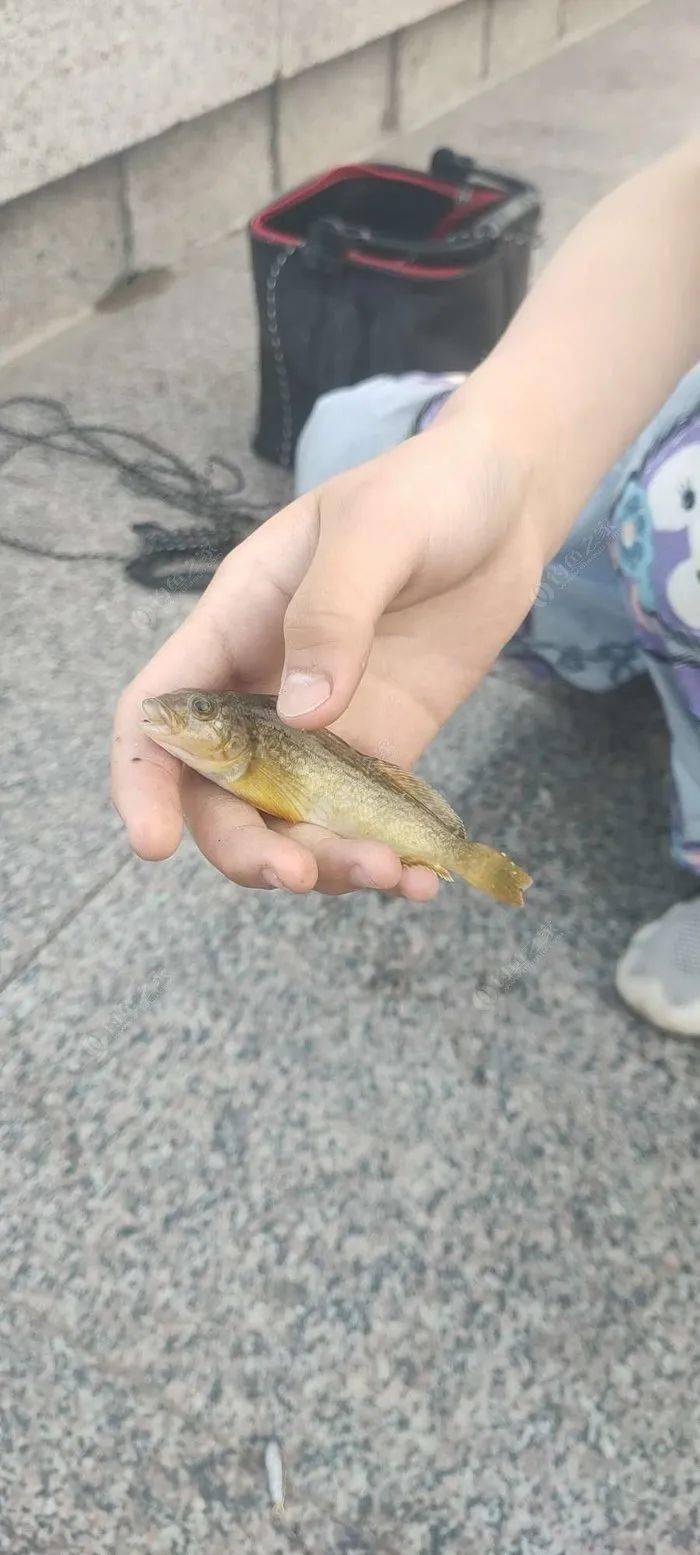 从未练习过此类钓法的孩童,收起先来有模有样,纺车轮在手中不停的旋转