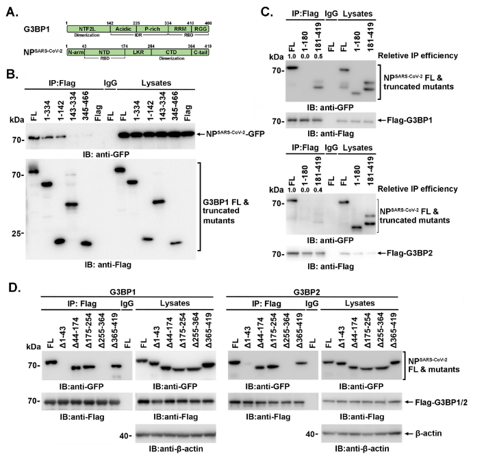 在本实验中,研究人员发现亚砷酸钠(sa)会导致促进np和g3bp1之间的共