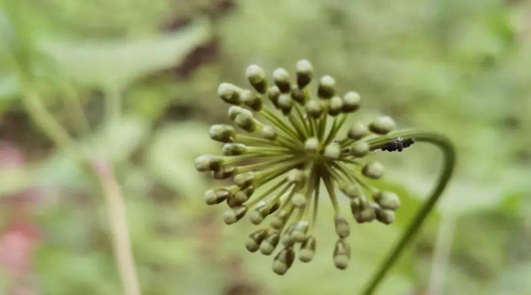最美人参花 让古老的人参文化在新时代里焕发生机 市文旅系统干部职工热议人参花增选为市花 通化 旅游 产业 最美人参花 让古老的人参文化在新时代里焕发生机 市文旅系统干部职工热议人参花增选为市花 通化 旅游 产业