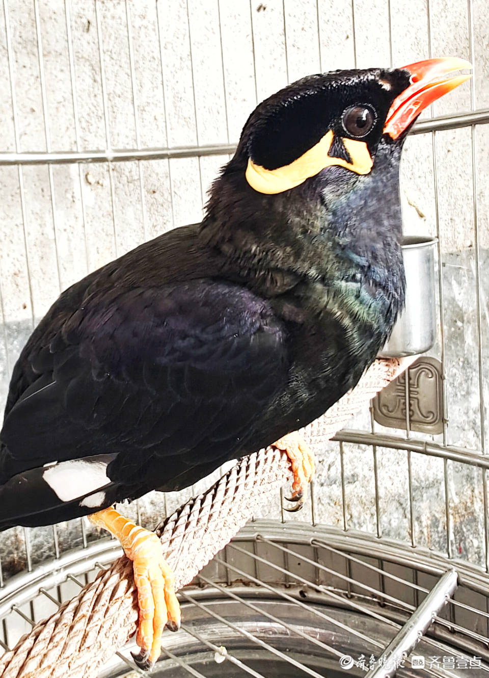 能说会道讨人喜爱的鹩哥