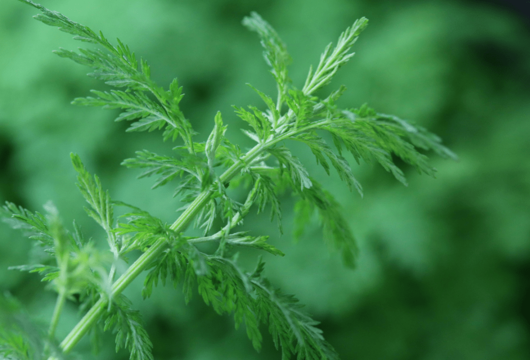 推荐黄花蒿首个染色体级别基因组破解青蒿素高产的基因密码