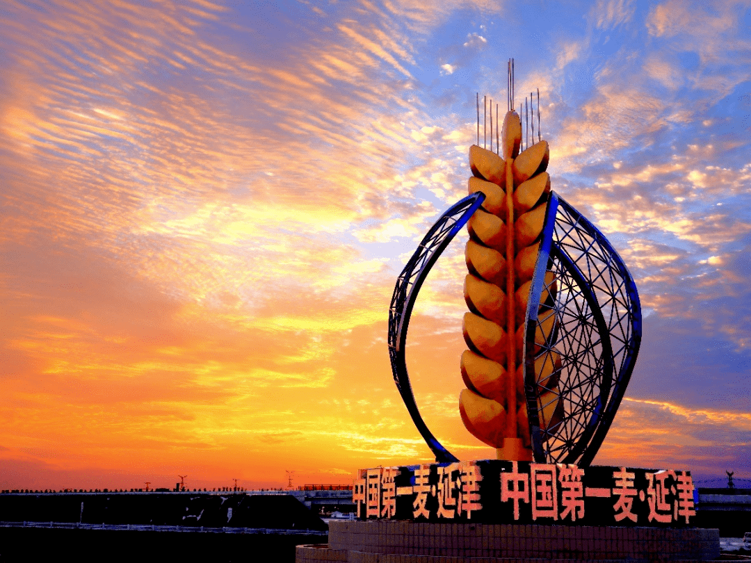 河南小麦育种简史_延津_郑麦_新乡市