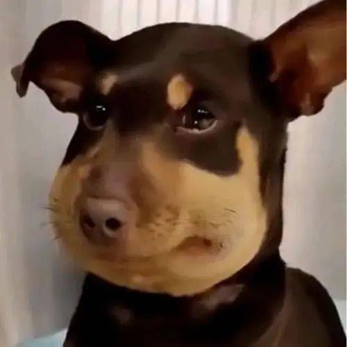 有e点好玩 | 听说最近流行"狗塑"?_高考_互联网_蜜蜂