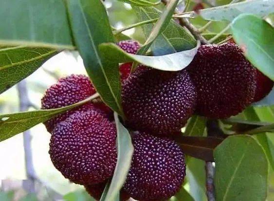 东山乌紫杨梅产地现摘12小时内从枝头到舌尖够新鲜才美味