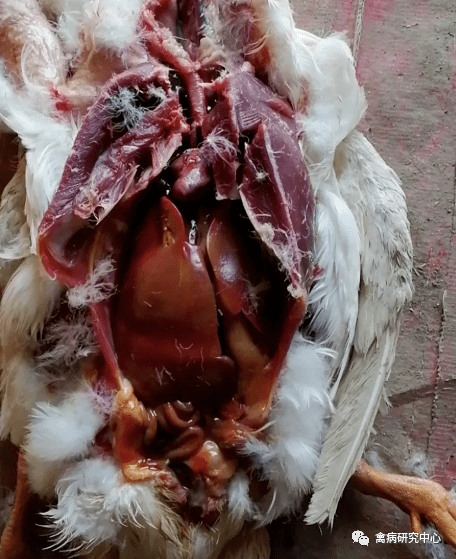 陈老板的描述大群中鸭子有鼻分泌物增多,眼有浆液性,粘液性或脓性分泌