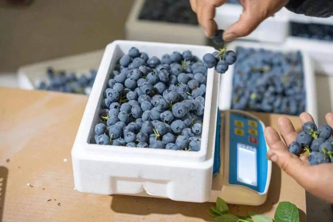 口感好,价格更是折上折小伙伴们,千千生鲜产地直供蓝莓蓝莓蛋糕,蓝莓