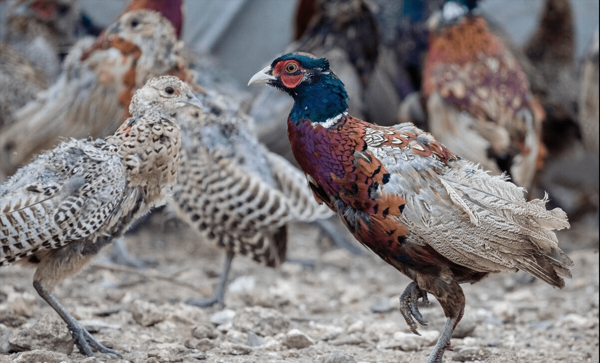 野鸡飞进大锅里麻雀野鸡在农村泛滥成灾为何却没人敢吃
