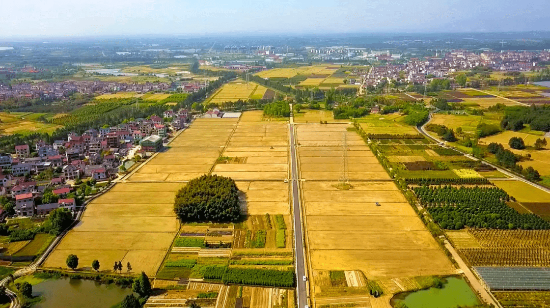 婺城"红色引领"走好结对致富先行路_蒋堂镇_枇杷_农产品