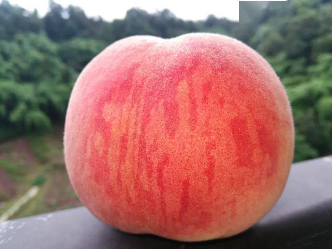 巴南粉嫩多汁的水蜜桃,熟了_田涧_桃子_桃香